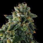 Presidential Pardon Feminised strain by Compound Genetics