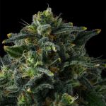 Philbo Baggins Feminised strain by Compound Genetics