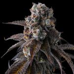 Dulce Dreams Feminised strain by Compound Genetics