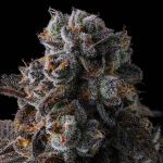 Dulce Dreams Feminised strain by Compound Genetics