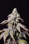 Blueberry Fudge Feminised strain by Lovin In Her Eyes