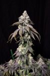 Blueberry Fudge Feminised strain by Lovin In Her Eyes