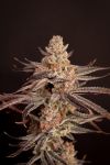 Boardwalk Bubba Feminised strain by Lovin In Her Eyes