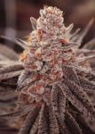 Boardwalk Bubba Feminised strain by Lovin In Her Eyes