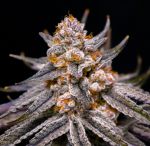 Boardwalk Bubba Feminised strain by Lovin In Her Eyes