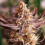 Grape Amethyst Feminised strain by Lovin In Her Eyes