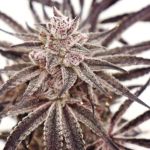 Grape Amethyst Feminised strain by Lovin In Her Eyes