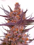 Spanish Moon Feminised strain by Lovin In Her Eyes