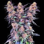 Spanish Moon Feminised strain by Lovin In Her Eyes