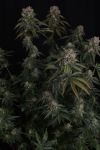GG4 Feminised strain by Fast Buds