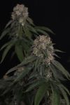 GG4 Feminised strain by Fast Buds