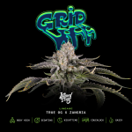 Gridlock strain by Wizard Trees