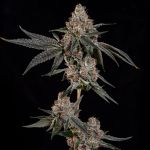 Grand Prixx strain by Wizard Trees