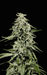 Strawberry Yum Yum Auto strain by Mosca Seeds