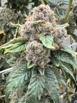 Strawberry Yum Yum strain by Mosca Seeds