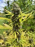 Strawberry Frosty strain by Mosca Seeds