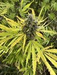 Strawberry Frosty strain by Mosca Seeds