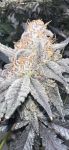 Strawberry Frosty strain by Mosca Seeds