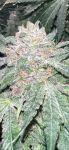 Strawberry Frosty strain by Mosca Seeds