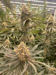 Strawberry Canyon strain by Mosca Seeds