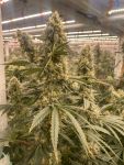 Strawberry Canyon strain by Mosca Seeds