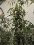 Black BubbleGum Haze strain by Mosca Seeds