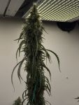 Black BubbleGum Haze strain by Mosca Seeds