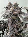 Banana Diesel strain by Mosca Seeds