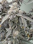 Banana Diesel strain by Mosca Seeds