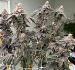 Banana Diesel strain by Mosca Seeds