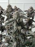 Banana Diesel strain by Mosca Seeds