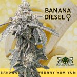 Banana Diesel strain by Mosca Seeds