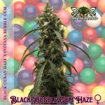 Black BubbleGum Haze strain by Mosca Seeds