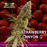 Strawberry Canyon strain by Mosca Seeds