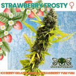 Strawberry Frosty strain by Mosca Seeds