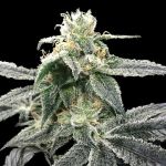 Blue Dream Feminised strain by DNA Genetics