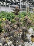 Banana Purple Punch RF3 Auto by Fast Buds