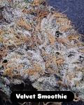 Velvet Smoothie strain by In House Genetics