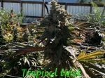 Tropical Twist strain by In House Genetics