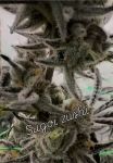 Sugoi Zushi strain by In House Genetics