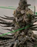 Sugoi Zushi strain by In House Genetics
