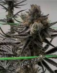 Sugoi Zushi strain by In House Genetics
