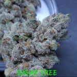 Sugar Tree strain by In House Genetics