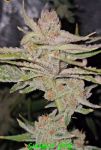 Sugar Pie strain by In House Genetics
