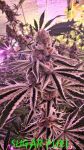 Sugar Fuel strain by In House Genetics