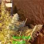 Sour Kush Breath strain by In House Genetics