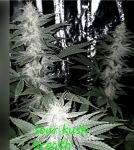 Sour Kush Breath strain by In House Genetics