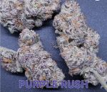 Purple Rush strain by In House Genetics