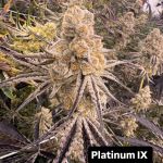 Platinum IX strain by In House Genetics