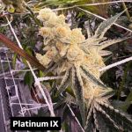Platinum IX strain by In House Genetics